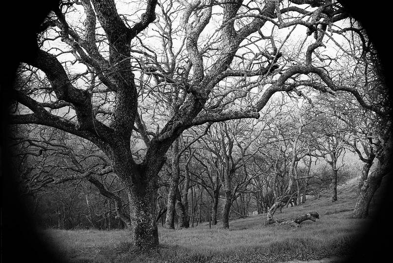 Dante's Woods