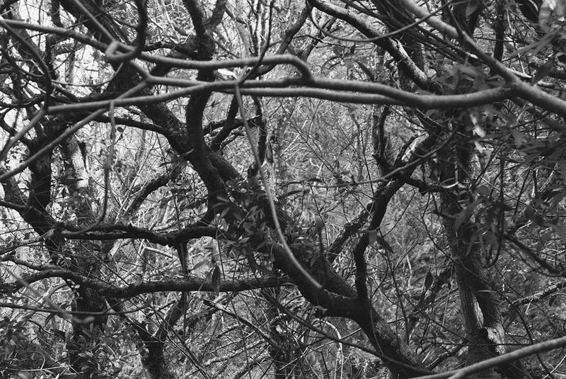 Forest Cell