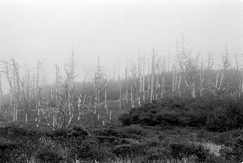 Trees in Fog